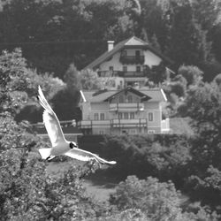 Bird flying over the background