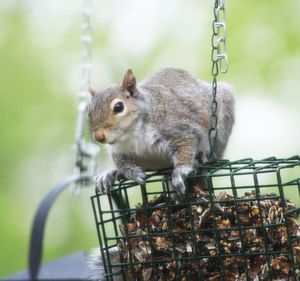 Close-up of squirrel in cage