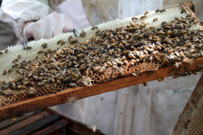 Close-up of bee on ground