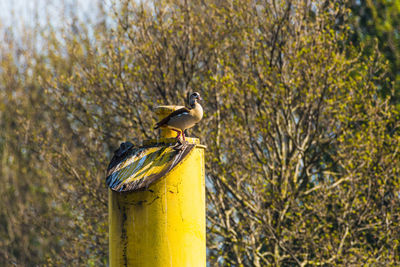 Close-up of bird perching on wooden post