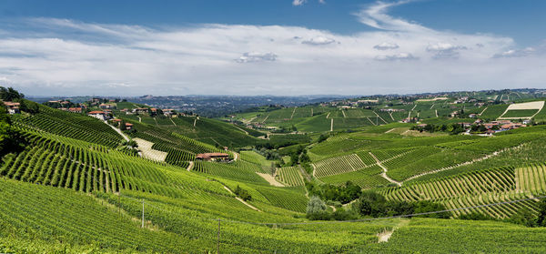 Scenic view of agricultural field against sky