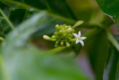 Close-up of flowering plant