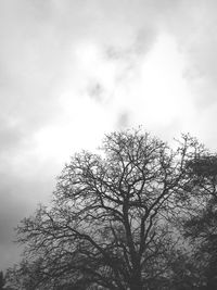 Low angle view of bare tree against sky