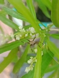 Close-up of insect on plant