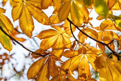Close-up of yellow maple leaves