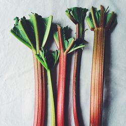 Close-up of rhubarb on table