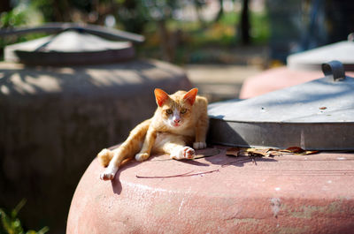 Stray cat looking at camera