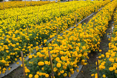 High angle view of yellow flowering plants on field