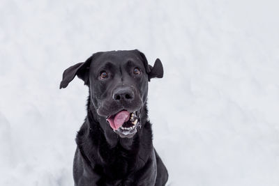 Portrait of a dog in snow