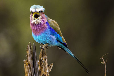 Close-up of bird perching on branch