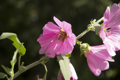 Close-up of pink flowers