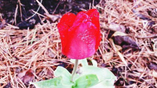 Close-up of red flower