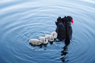 High angle view of swan and cygnets swimming in lake