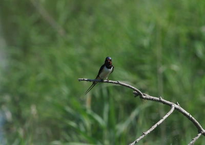 Bird perching on a branch