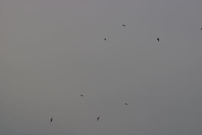 Low angle view of birds flying in the sky