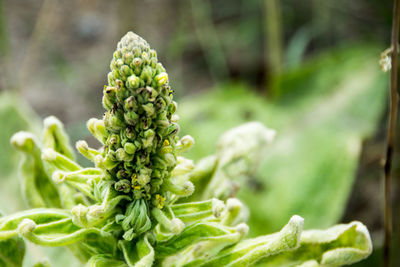 Close-up of fresh green plant