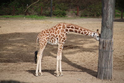 Giraffe crossing in a zoo