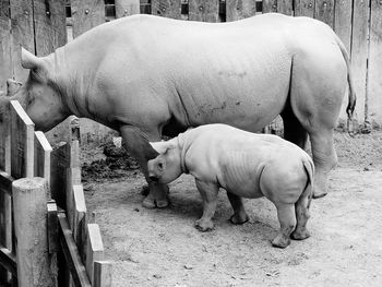 Rhinoceros with calf in zoo