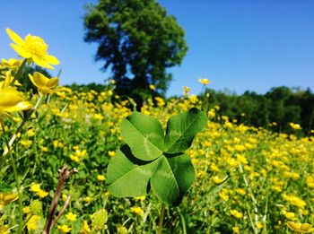 Close-up of yellow flowers growing on field against blue sky