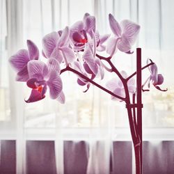 Close-up of purple orchid on window at home