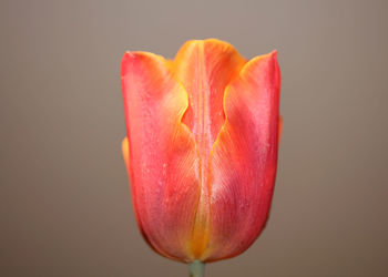 Close-up of red rose against white background