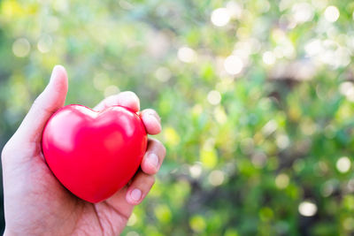 Close-up of hand holding red berries