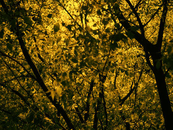 Low angle view of flower tree