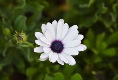 Close-up of purple flower