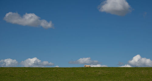Sheep graze on a dike on the elbe