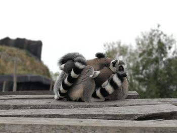 Close-up of monkey sitting outdoors