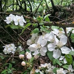 Close-up of white flowers blooming in park