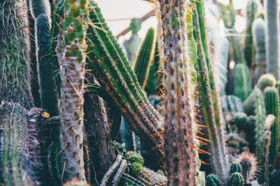 Cactuses growing in greenhouse