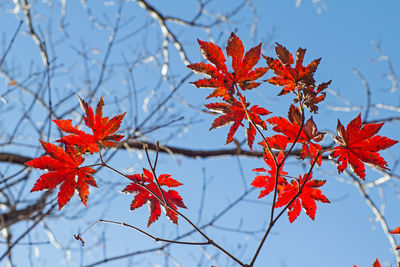 Low angle view of maple leaves on tree