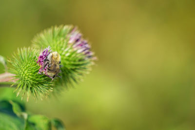 Close-up of bee on purple flower