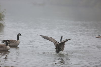 Canada geese swimming in lake