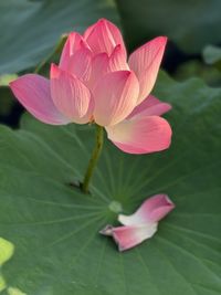 Close-up of pink water lily