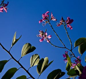 Low angle view of pink flowers against blue sky