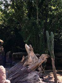 Driftwood on tree stump in forest