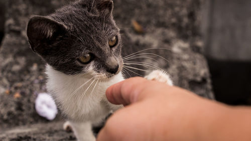 Close-up of woman hand
