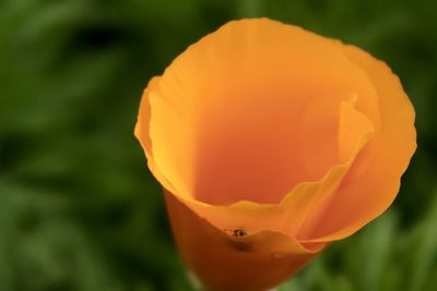 Close-up of orange rose