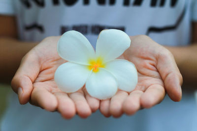 Close-up of hand holding white flower