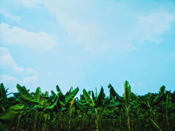 Crops growing on field against sky