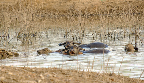 View of ducks in lake