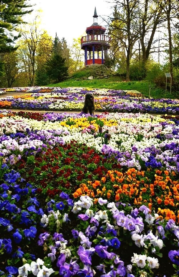 flower, tree, beauty in nature, growth, fragility, freshness, nature, abundance, park - man made space, blooming, flowerbed, formal garden, plant, multi colored, purple, tranquility, field, day, built structure, in bloom