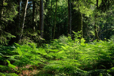 Trees and plants in forest