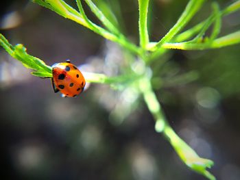 Close-up of ladybug on leaf