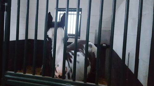 Horse on wall