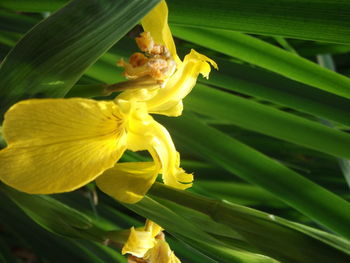 Close-up of yellow flower