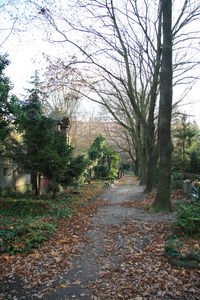 Road passing through trees
