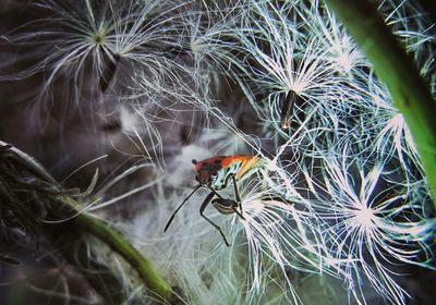 Close-up of ladybug on plant